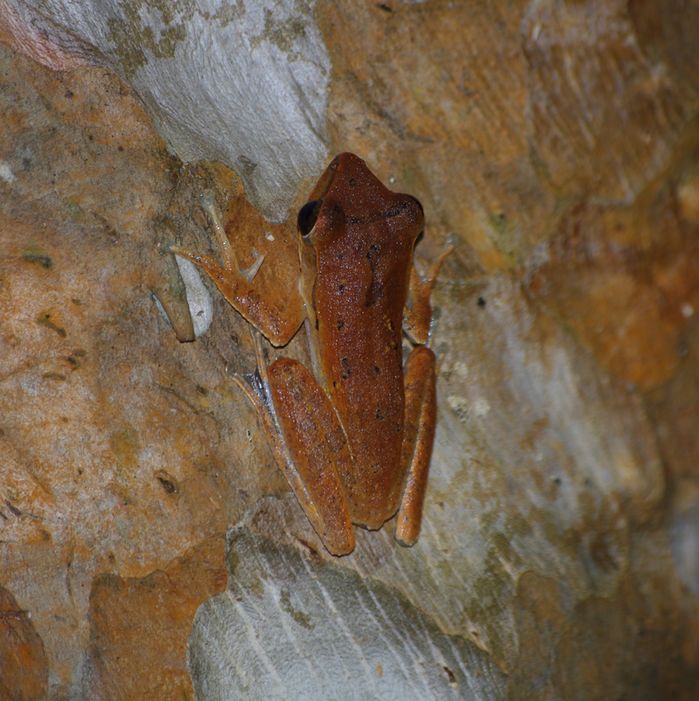 Cryptelytrops purpureomaculatus